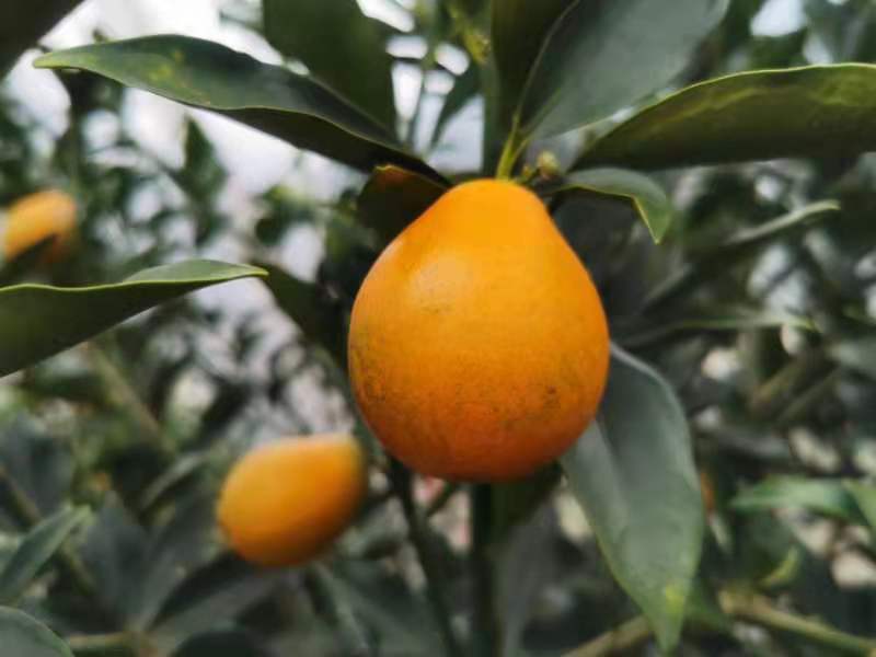 ���ܽ��